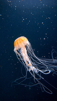 The secret of jellyfish tentacle regeneration