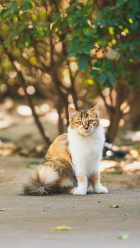 A complete guide to cat oral care
