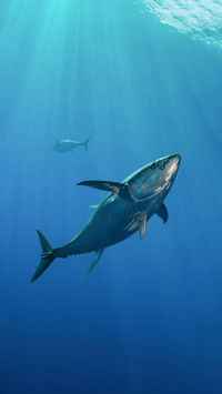If the tuna stops it will die