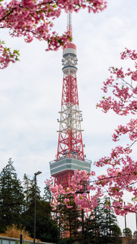 Tokyo tower under the cherry blossoms