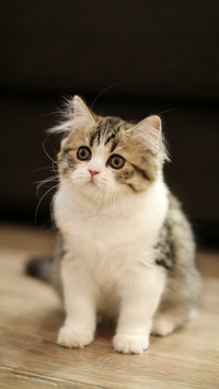 小奶猫饲养指南