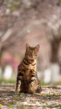 Its okay to talk to cats more