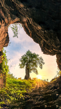 The thousand year old man in the ancient tree