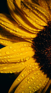 Sunflower Dream (18)