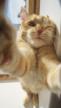 What if cats learn to take selfies