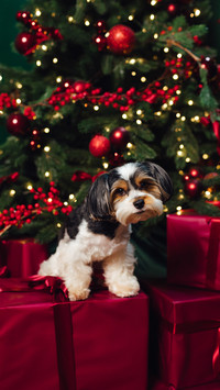 Sit beside the christmas tree
