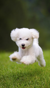 How much does a dog weigh to be healthy