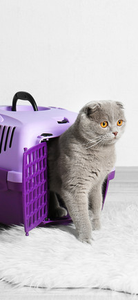 英短蓝猫-拍信图库
