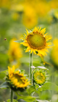Do sunflowers really revolve around the sun 41