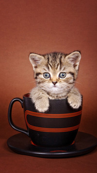 Read the little movements of cats 07