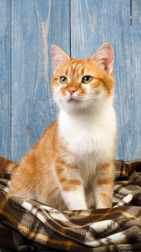 猫咪爱往高处爬