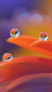 Can you take macro photography 7