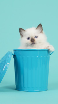 好好照顾小奶猫