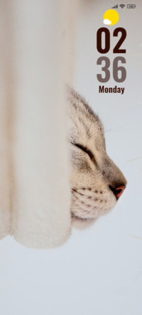 Kitty