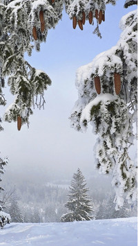 Winter snow