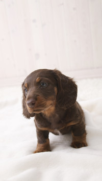 Miniature dachshund studio shot