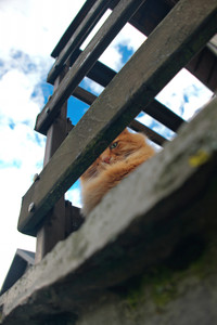 Cat-shaped camera.jpg
