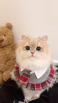 猫咪总眯眼是困了吗
