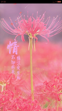 彼岸花开【锁屏桌面多种特效】