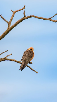Red footed hawk Falco vespertinus in natural environment