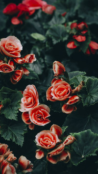 Beautiful Begonia