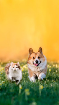 Fluffy friends cat and dog corgi run through a sunny