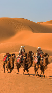 The hidden secrets of camel bodies