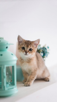 Kitten cat scottish straight, lop-eared fluffy, animal