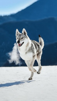Internet celebrity wolf fed to picky eaters
