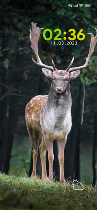 nature deer