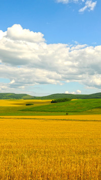 Hulun buir rape flowers