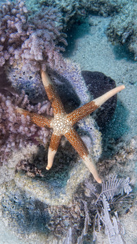 Strange marine echinoderms 17