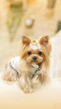 Do you have a dog at home 8