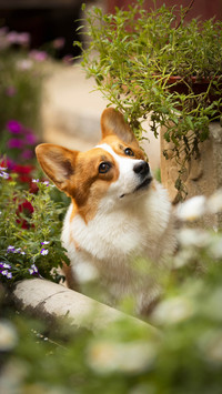 The behavior of dogs being spoiled 5