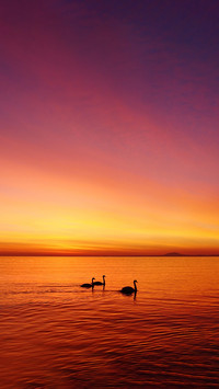 Swans at sunrise beach