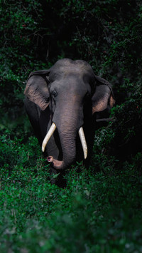 Interesting stories of Asian elephants 43