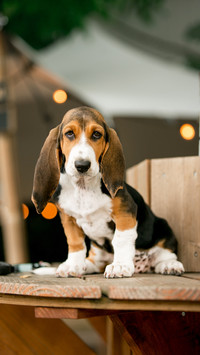 Happy Basset hound dog puppey standing on wood