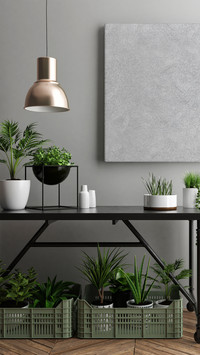 How should home plants be placed 90
