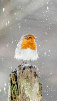 Robins magical ability 40
