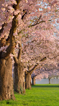 Cherry blossoms in splendor