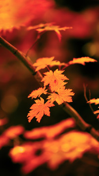 Maple Leaves in Benxi Laobian Valley in Autumn