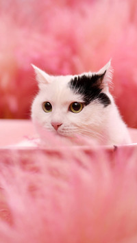 猫咪睡觉也会落枕？