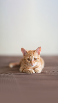 关于橘猫的冷知识