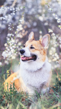 Dog (13)