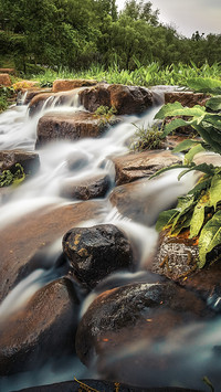 When no one is around the leaves by the spring stream are