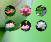 莲花净