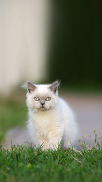 Beautiful highland straight kitten with blue eyes outdoors