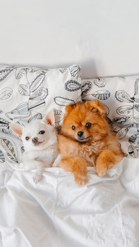 Funny pomeranian and chihuahua puppies lying on their backs