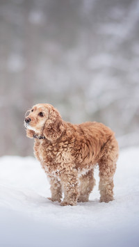 A cute curly American cocker spaniel in snow