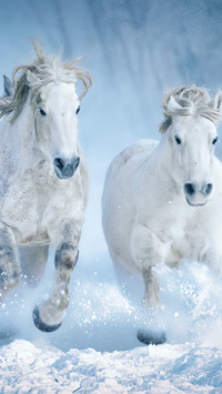 A horse standing on a field covered with snow